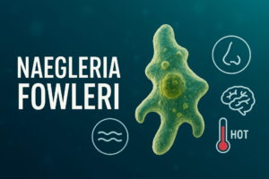 Brain-Eating Amoeba: First Signs, Survival Chances & Cure Options, Brain-Eating Amoeba, Naegleria fowleri amoeba