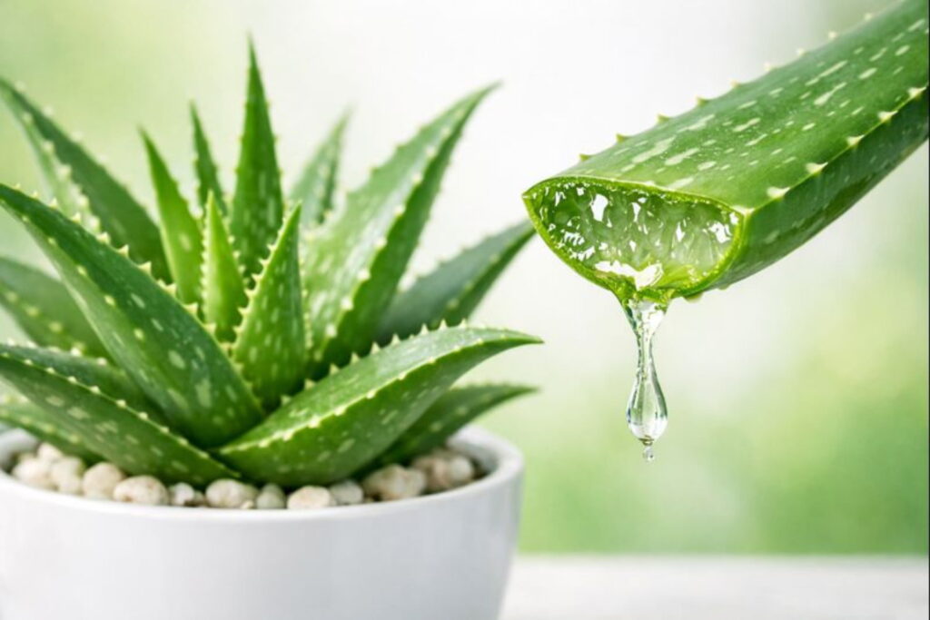 Fresh Aloe vera plant with a cut leaf showing clear medicinal gel, Aloe Vera